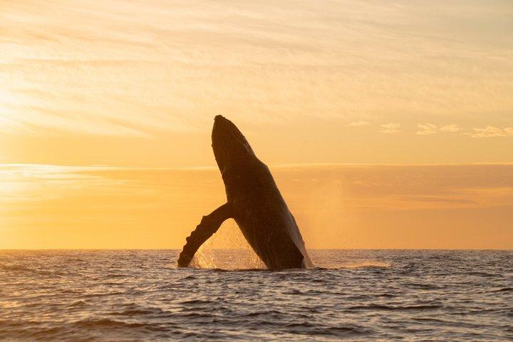 Pädagogische Walbeobachtung bei Sonnenaufgang mit Fotos inklusive