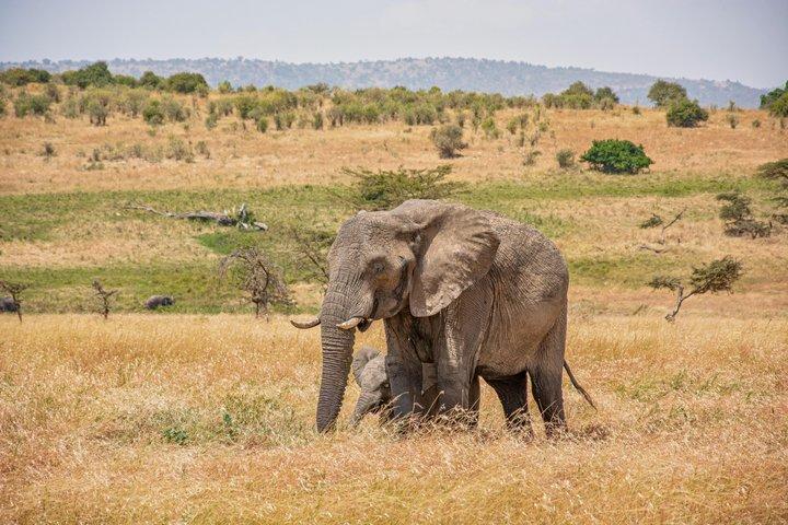Arusha nationalpark Heldagssafari
