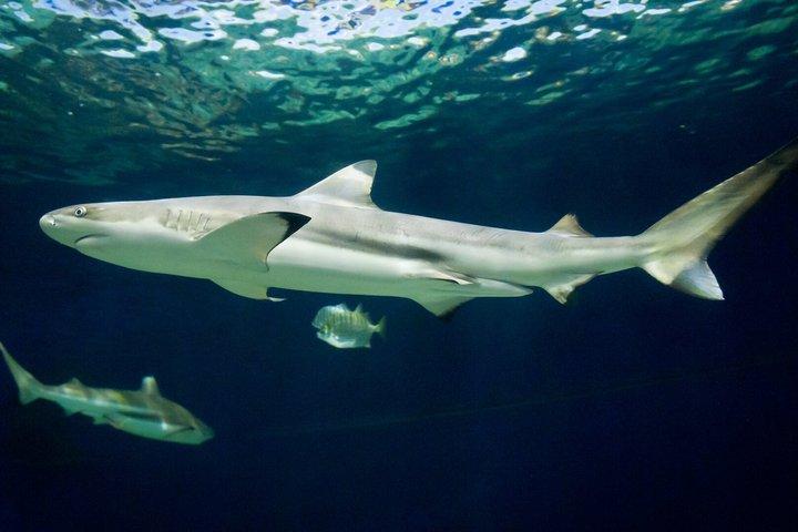 Billet d'entrée à l'aquarium de Vancouver
