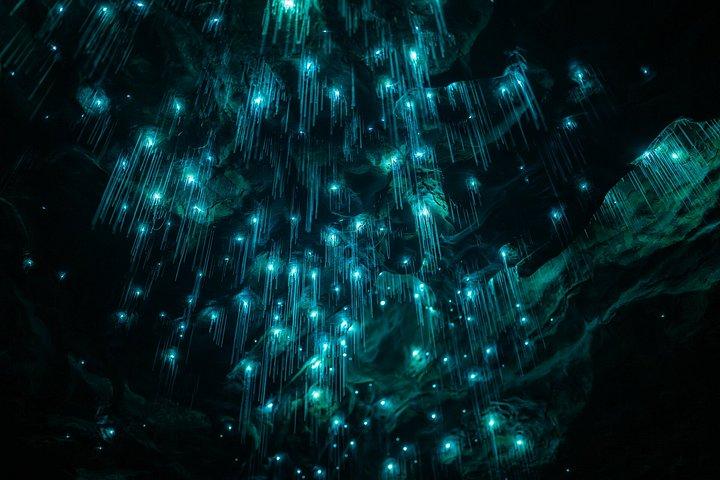 Okohua Glowworm Cave Tour