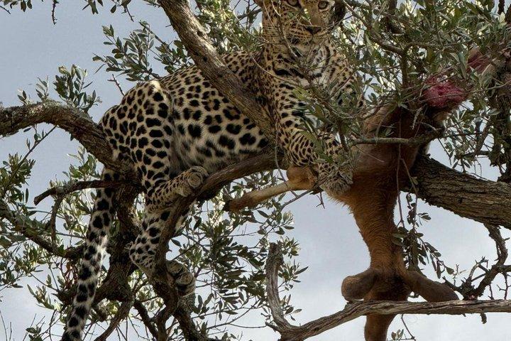 7 jours Maasai Mara - Lac Nakuru - Lac Naivasha - Amboseli safari