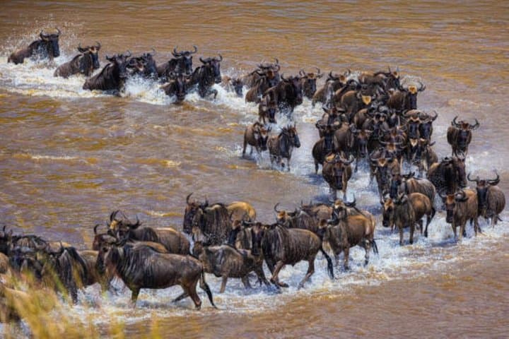 3 Days Maasai Mara Group joining Safari in a 4x4 Land Cruiser