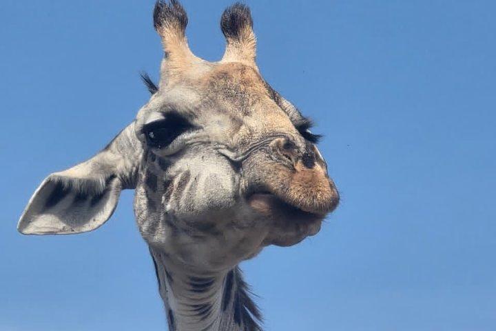 Safari privé à Amboseli de 3 jours