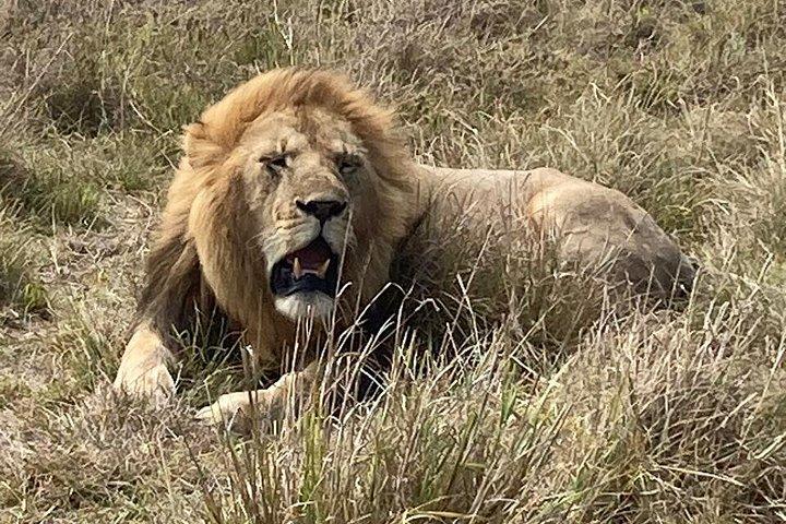 3 days maasai mara migration safari