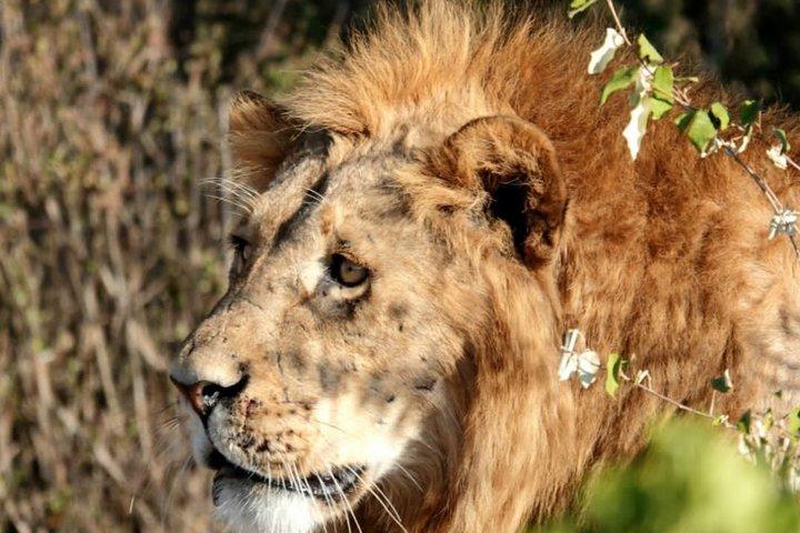 3 days maasai mara migration safari