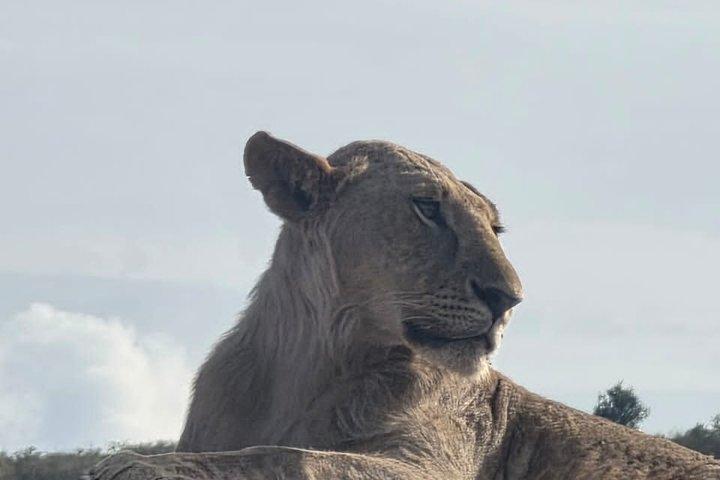 3 days maasai mara migration safari