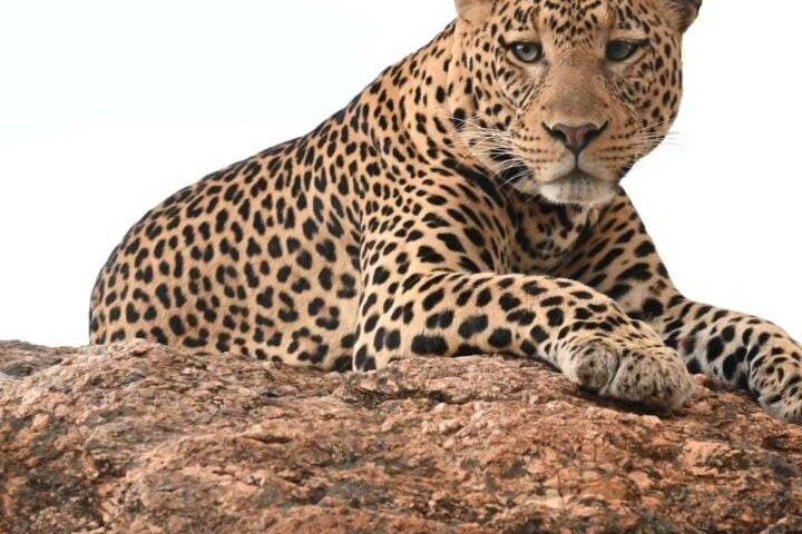 2 Tage Maasai Mara bei Safari