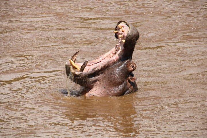 6 días maasai mara - Lago Nakuru - Amboseli impresionante safari