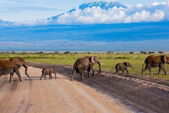 Excursión al Parque Nacional Amboseli con vistas al Kilimanjaro