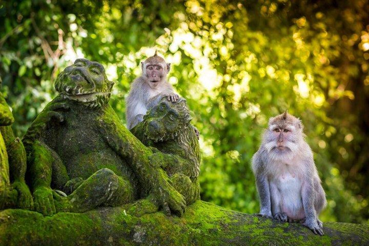 Bali : ウブドツアーハイライト