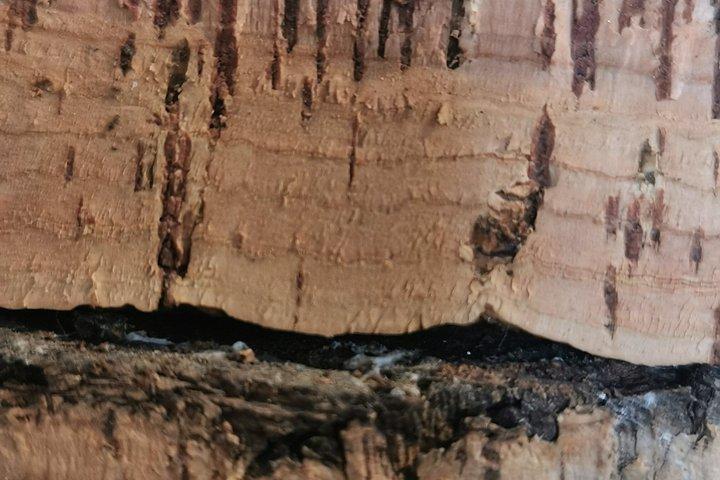 Évora Cork & Castle: From Cork Oak to Evoramonte — Private Tour