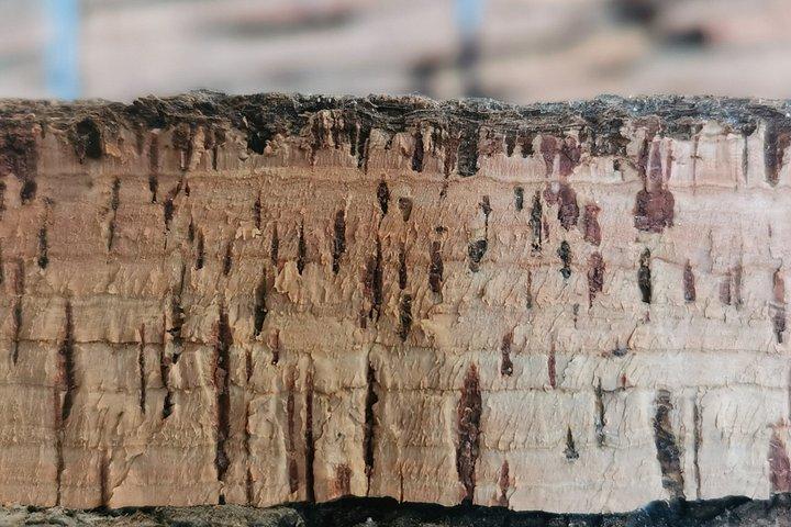 Évora Cork & Castle: From Cork Oak to Evoramonte — Private Tour