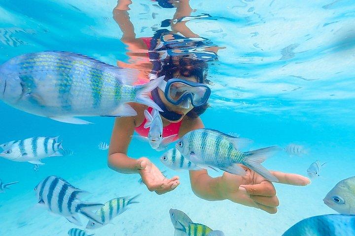 Cozumel : ウォーターパーク＆クザビーチ、ビュッフェ＆オープンバー付き