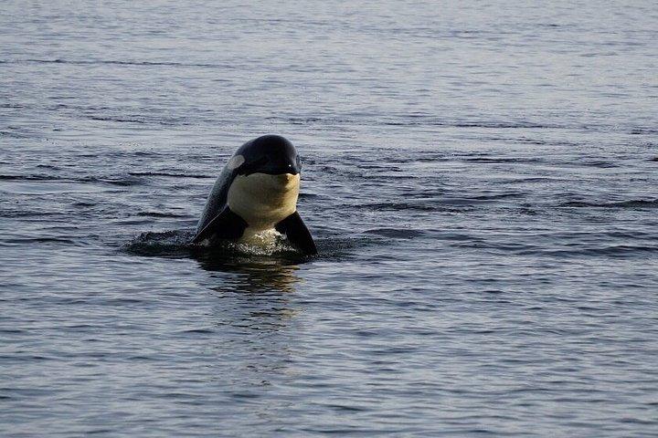 Exclusive Whale Watching