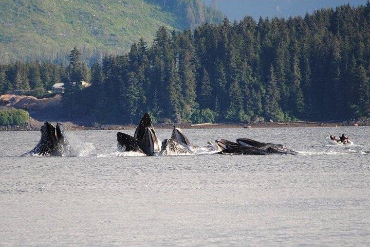 Exclusive Whale Watching
