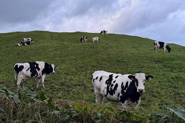 Tour rural por São Miguel: Granjas y fábrica de quesos de las Azores.