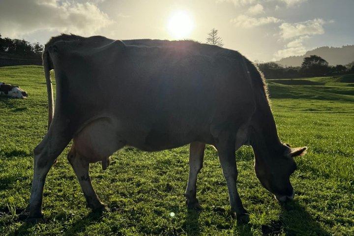 Tour rural por São Miguel: Granjas y fábrica de quesos de las Azores.