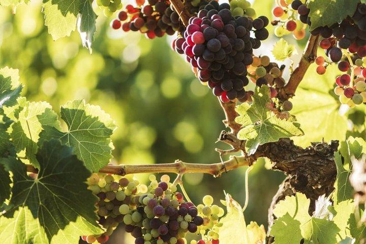 Premium Rioja Wine Tour & trasferimento aeroportuale da Esperto autista locale