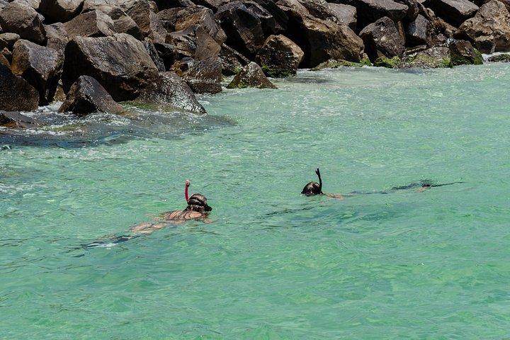 プライベートカニ島、シュノーケリング、イルカウォッチングアドベンチャー