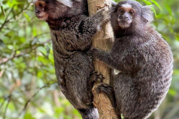 ペドラ・ボニタ：リオの最高の景色、自然とアドベンチャー