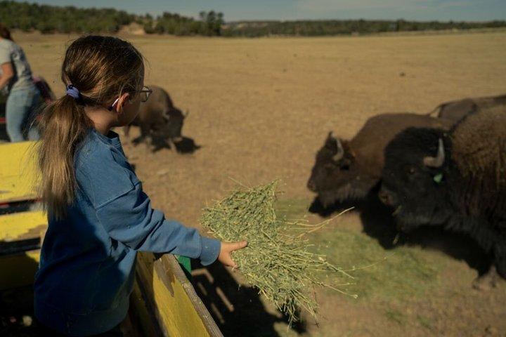 Bison Feeding Tours Right Outside Zion National Park
