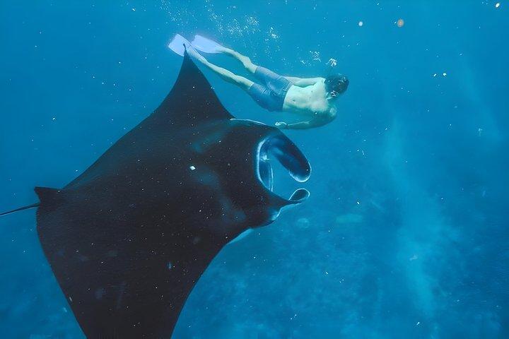 Snorkel En La Isla De Nusa Penida Con Mantarrayas Desde Bali