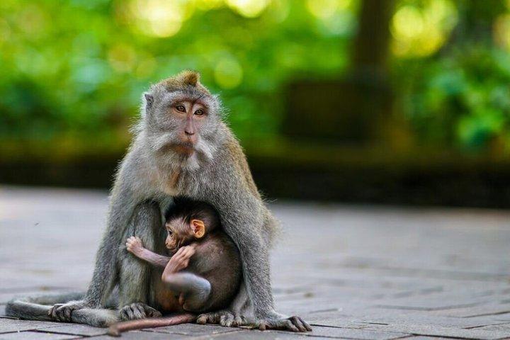 Bali : ウブドツアーハイライト