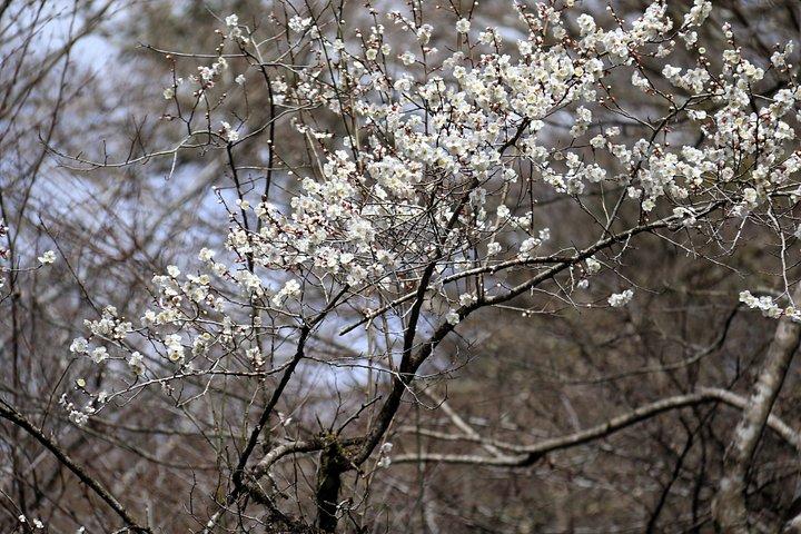 京都プライベートハイキングツアー：鞍馬・貴船の古代軌跡