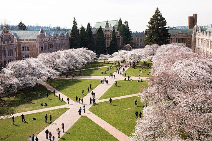シアトルの桜ツアーの様子