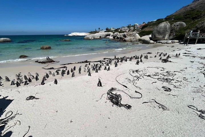 Excursion privée d’une demi-journée à Boulders Beach Penguins et Simon’s Town