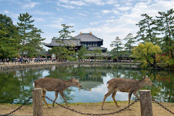 奈良の見どころローカルガイド付きプライベートウォーキングツアー