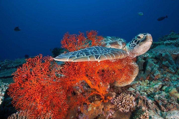 2 dage Private East Bali Discovery