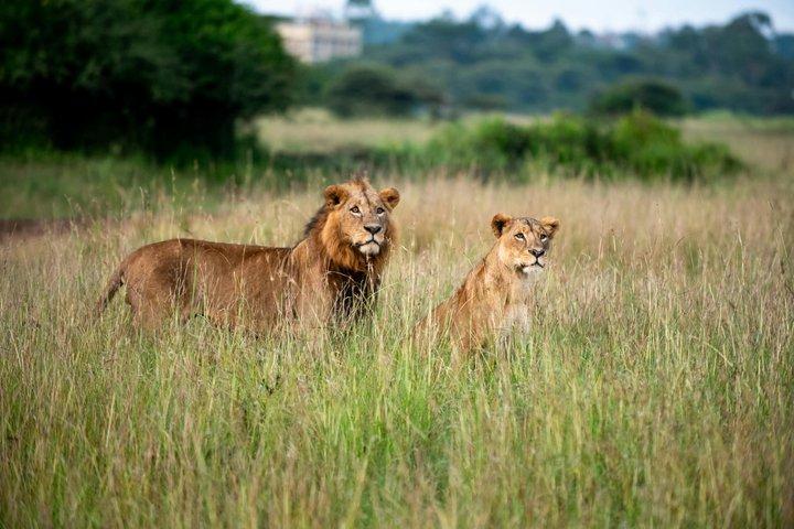 Parque Nacional de Nairobi e Centro de Girafas