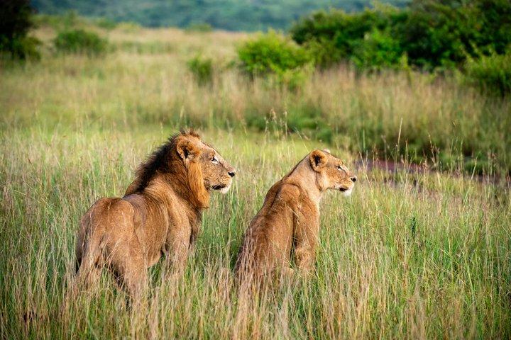 Parque Nacional de Nairobi e Centro de Girafas