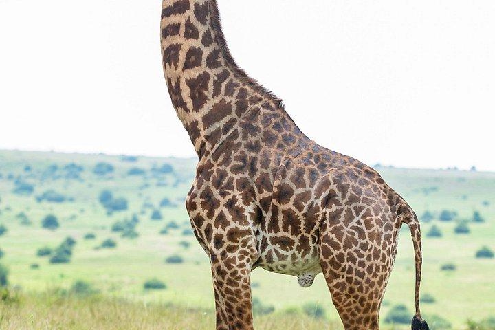 ナイロビ国立公園とキリンセンター半日ガイド付きサファリ