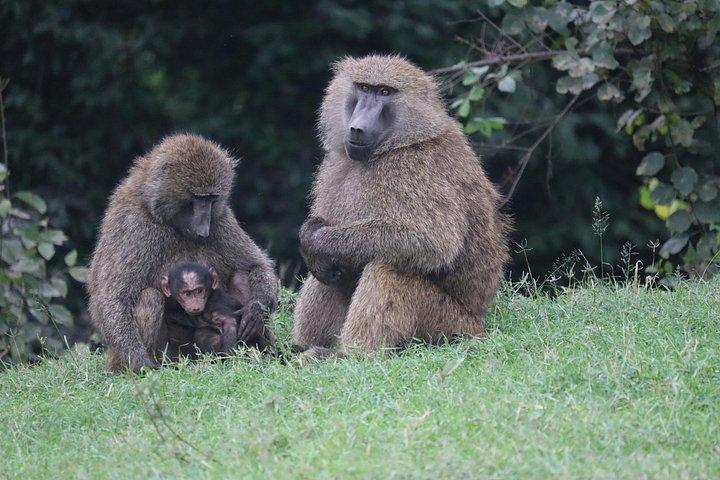ナイロビ国立公園とキリンセンター半日ガイド付きサファリ