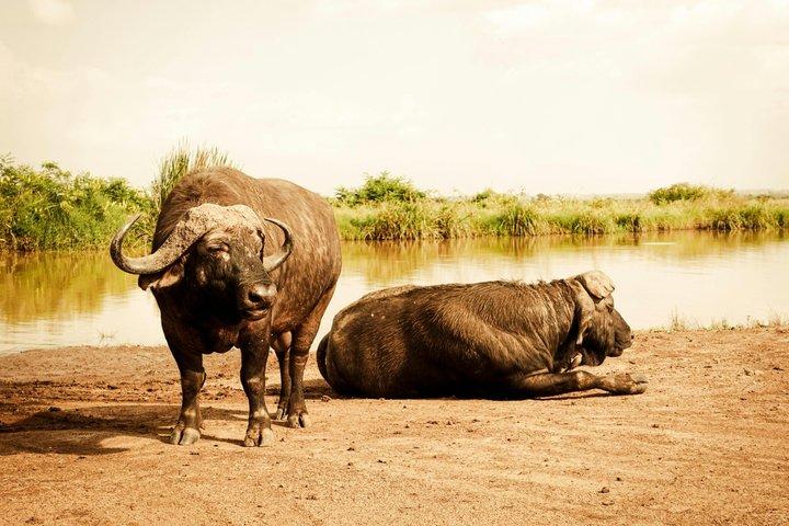 Nairobi-Nationalpark und Giraffenzentrum Halbtägige geführte Safari