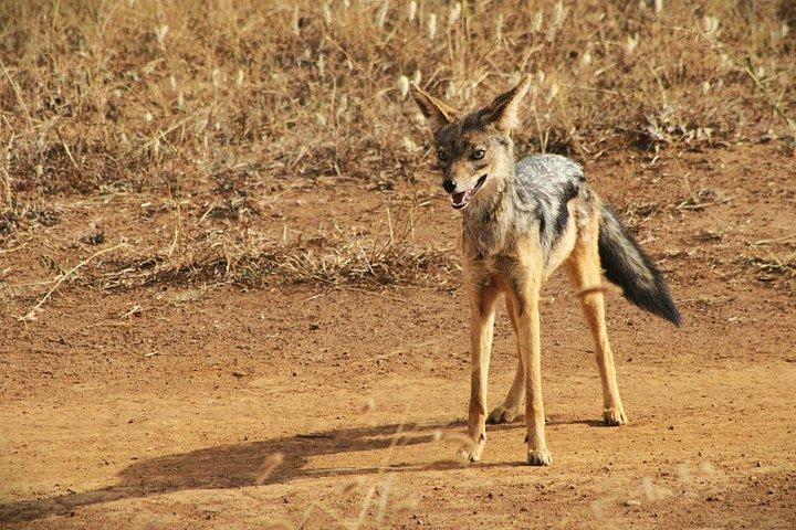 ナイロビ国立公園とキリンセンター半日ガイド付きサファリ