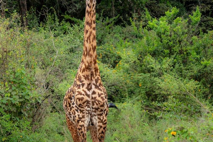 ナイロビ国立公園とキリンセンター半日ガイド付きサファリ