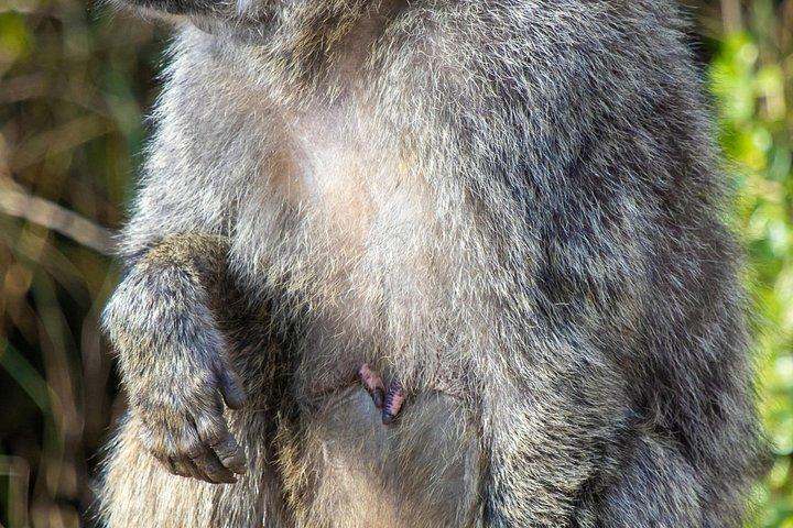ナイロビ国立公園とキリンセンター半日ガイド付きサファリ