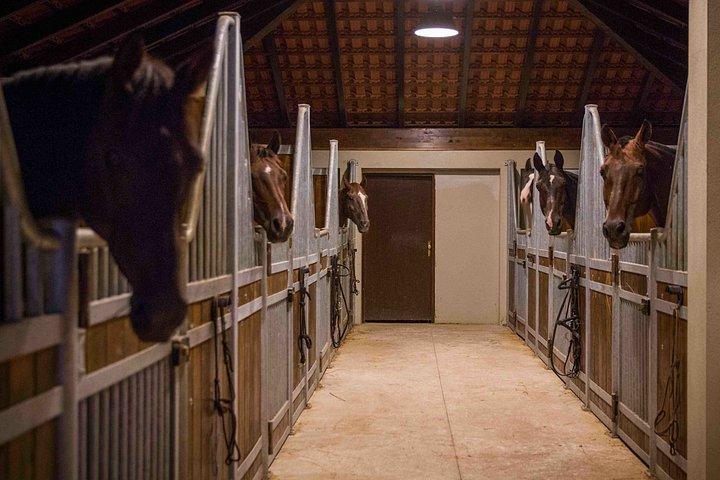 ドゥブロヴニク乗馬コヤン・コラル