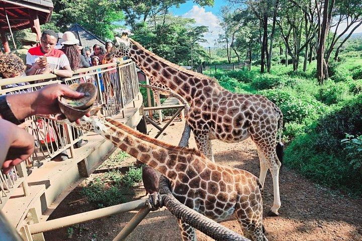 Giraffe Centre and Karen Blixen Museum Guided Tour Experience