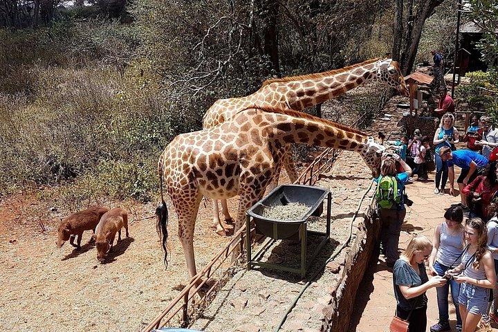 Giraffe Centre and Karen Blixen Museum Guided Tour Experience