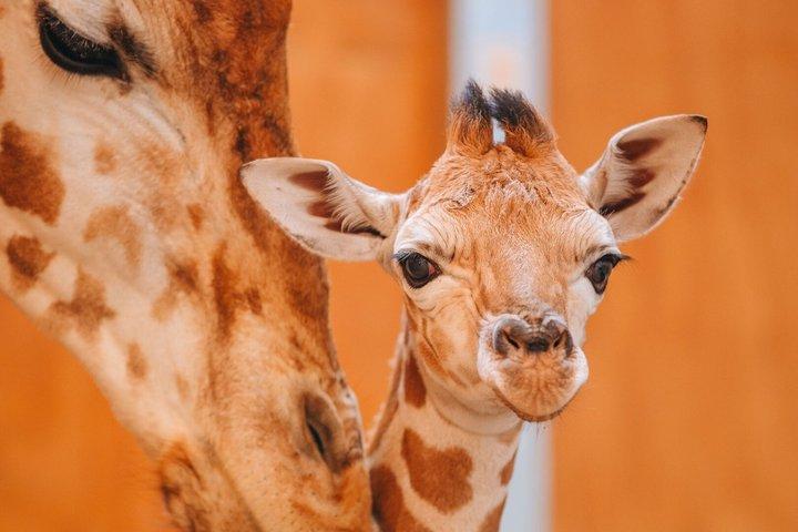 Oloolua Nature Trail Karen Blixen e Giraffe Centre