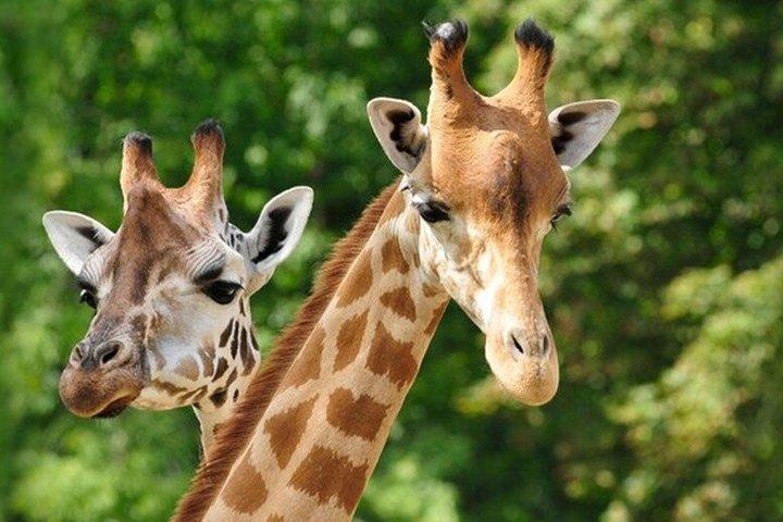 Giraffe Centre and Karen Blixen Museum Guided Tour Experience