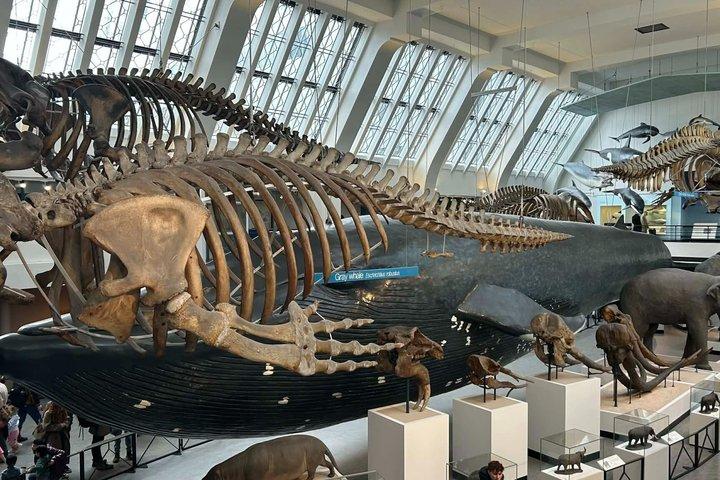 ロンドンの自然史博物館のスペイン語ガイドツアー