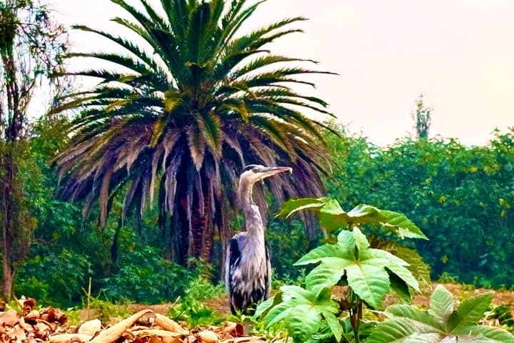 Prehispanic Xochimilco:Sailing Chinampas, axolotls, bird watching