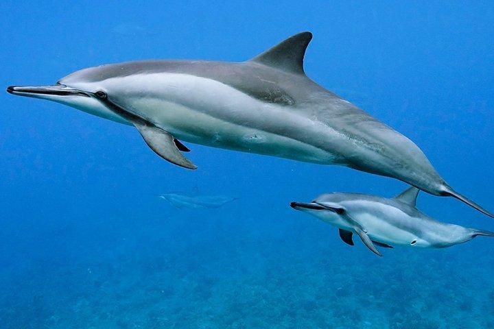 Osservazione dei delfini e delle balene a Kona