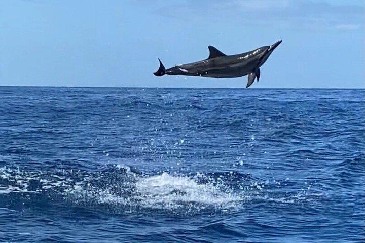Osservazione dei delfini e delle balene a Kona