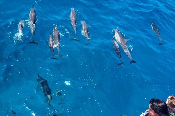 Osservazione dei delfini e delle balene a Kona